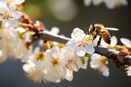 花枝上的蜜蜂在采蜜图片