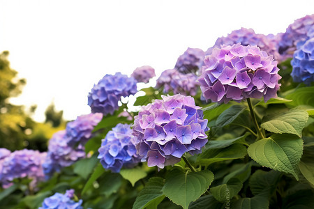 紫蓝色的绣球花从图片