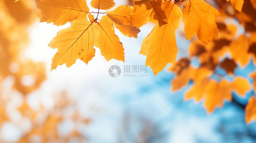 秋天阳光照耀下的树叶图片