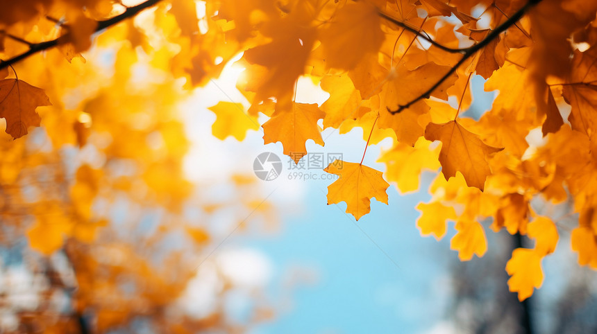秋日里的自然风光图片