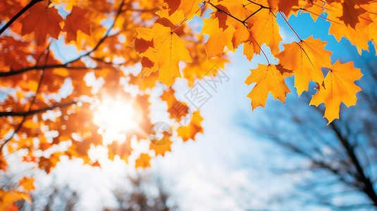 枯黄的叶子秋天的树枝背景