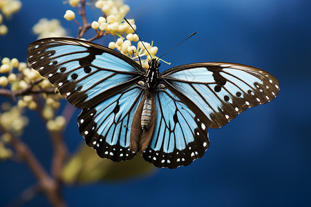 蝴蝶与花朵的自然图片