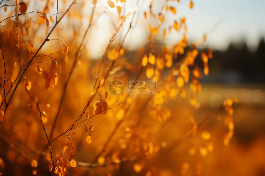 秋日的景色图片