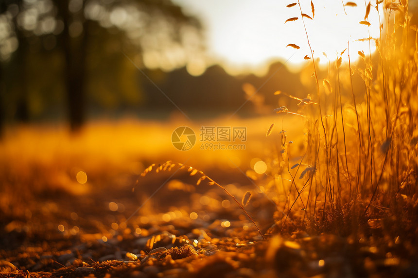 夕阳照耀下的草地图片