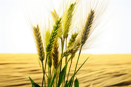 田园风光中的小麦图片