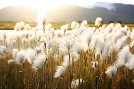 夏日棉草丛中的美景高清图片