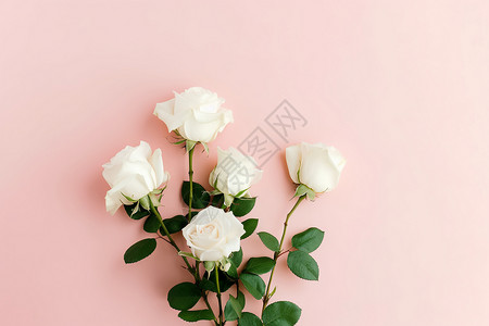 白玫瑰的浪漫静物照片图片