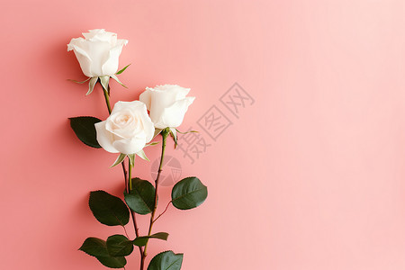 浪漫的玫瑰背景图片