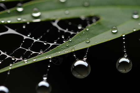 蜘蛛网雨滴叶子上的水滴背景