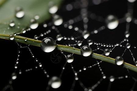蜘蛛网雨滴水珠中的微小世界背景