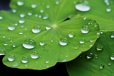水滴点缀的绿叶莲叶背景图片