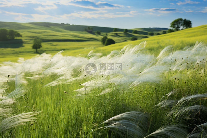 草坪上的风景图片