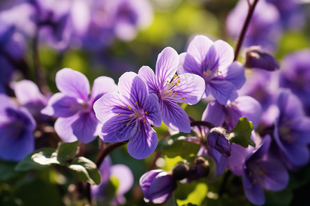 紫罗兰花朵枝干上绽放的紫罗兰背景