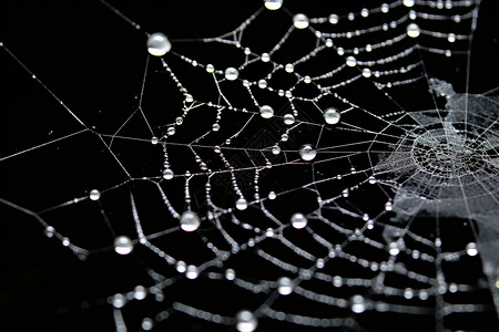 蜘蛛网雨滴蜘蛛网上的雨滴背景
