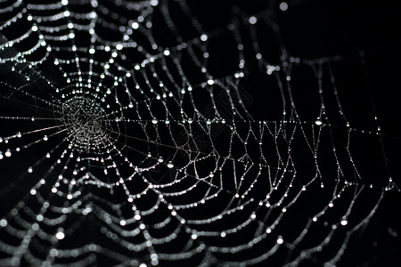 雨后的蜘蛛网细节背景图片
