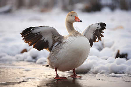 雪地中的水禽鸭子图片