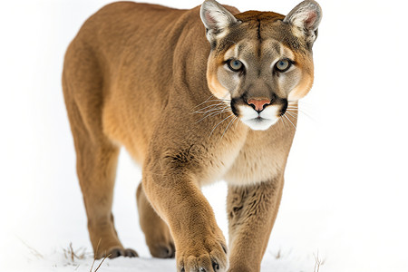 冬季雪地中行走的美洲狮背景图片
