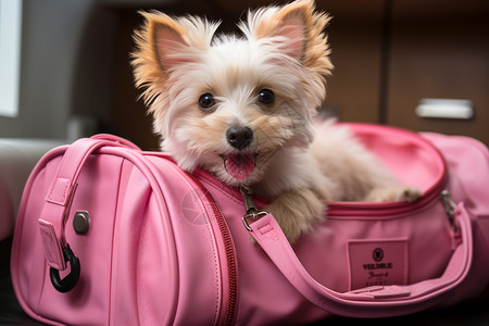 粉色旅行袋中的宠物狗狗高清图片