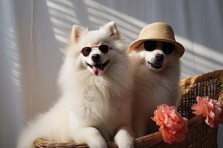 两只戴着墨镜的狗狗高清图片