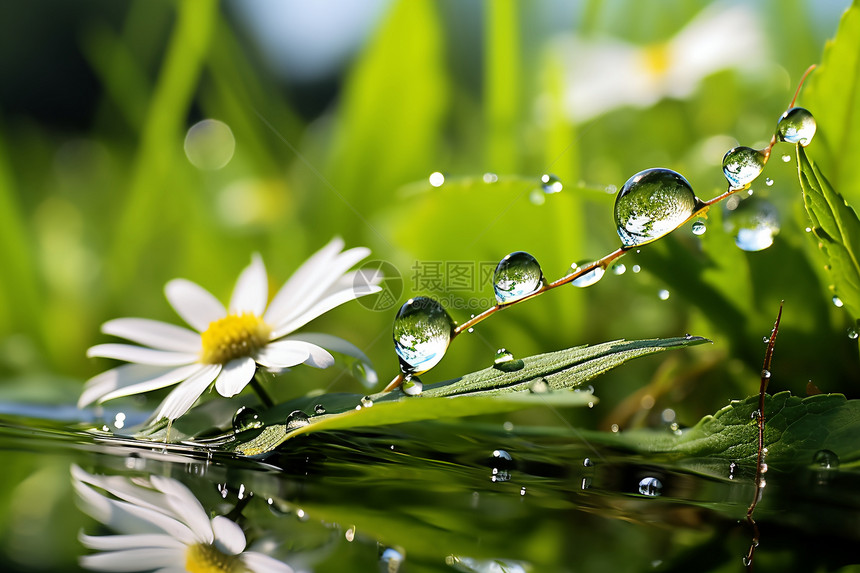水塘中倒映着雏菊和水滴图片