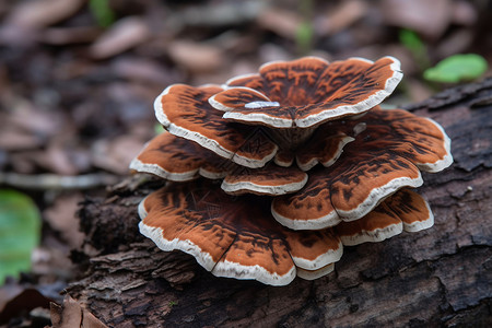 森林的野生菌菇图片