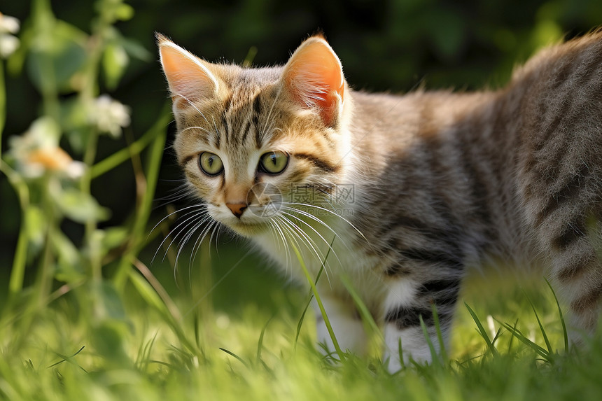 草坪中的小猫咪图片