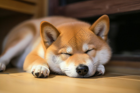 趴着睡觉的小狗趴着地板上睡觉的小狗背景