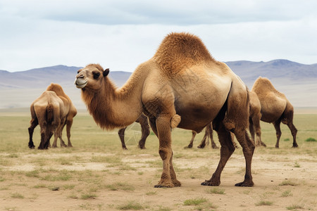蒙古沙漠背景图片