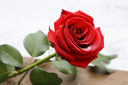 新鲜采摘的红色玫瑰背景图片
