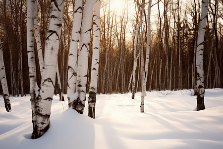 大雪覆盖的白桦林景观图片