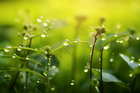 雨后野外鲜嫩的植物图片