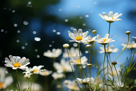 美丽的野生雏菊花丛图片