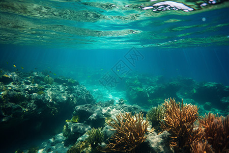 清澈海底的珊瑚景观图片