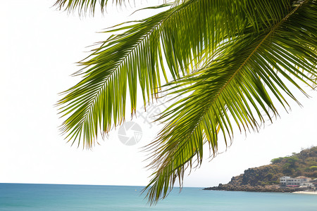 沙滩上的棕桐树背景