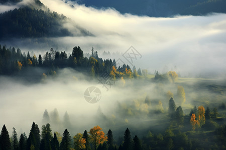 晨雾缭绕的森林图片