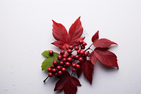 红叶水珠上的浑圆果实背景图片