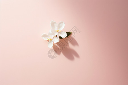 樱花下的背景背景图片