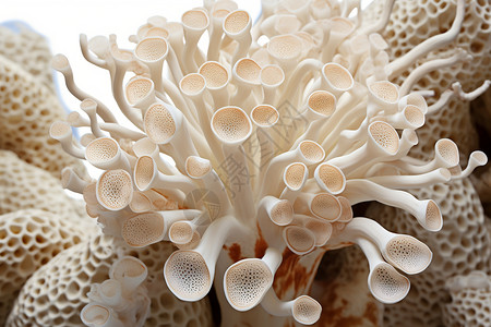 海洋中的珊瑚有机体背景图片