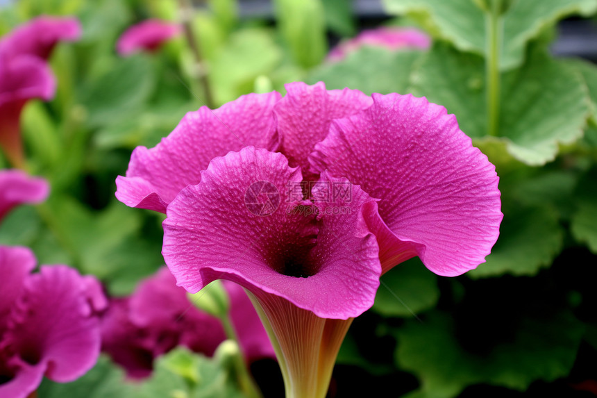 婀娜多姿的紫色花朵图片