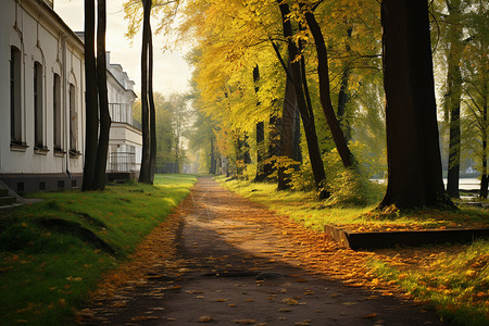 理财有道树木下的道路上有很多落叶背景