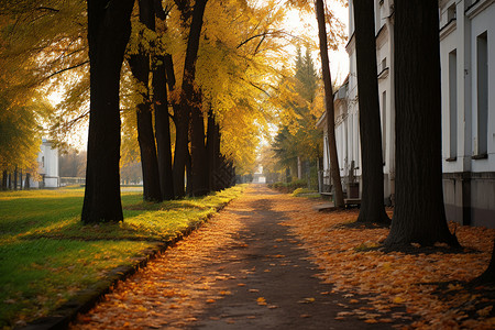 一排房屋地上铺满了黄叶的树木背景图片