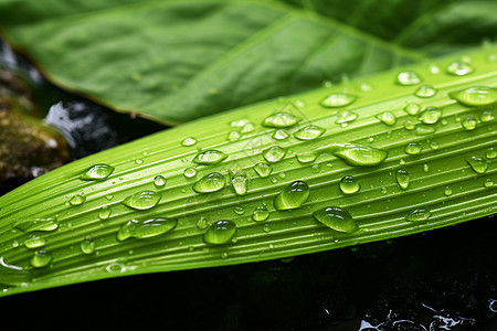 水滴点缀的绿叶背景图片