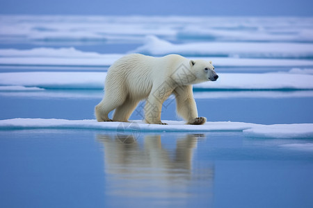 结冰的河面上有一只熊背景图片