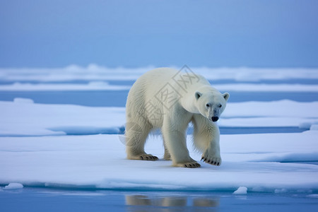 冰川中的北极熊图片