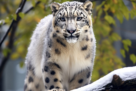 哺乳动物雪豹背景