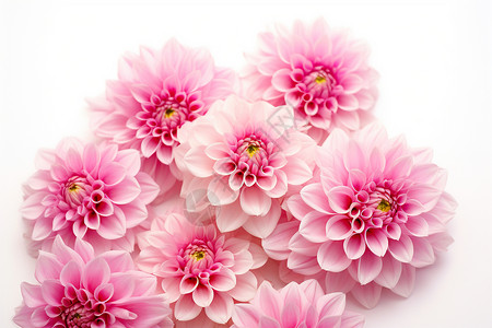 粉红色的花朵背景图片