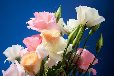 康乃馨植物花束图片