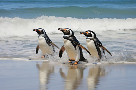 冲浪企鹅企鹅群在沙滩上行走背景