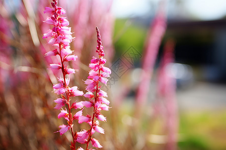 穗花牡荆绚丽盛夏的花园背景