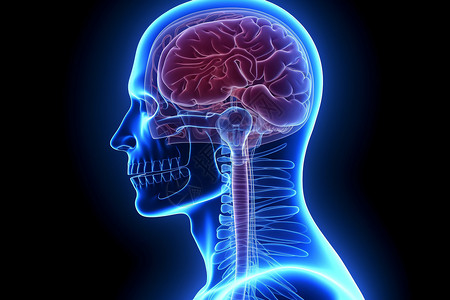 人体头部的扫描视图图片